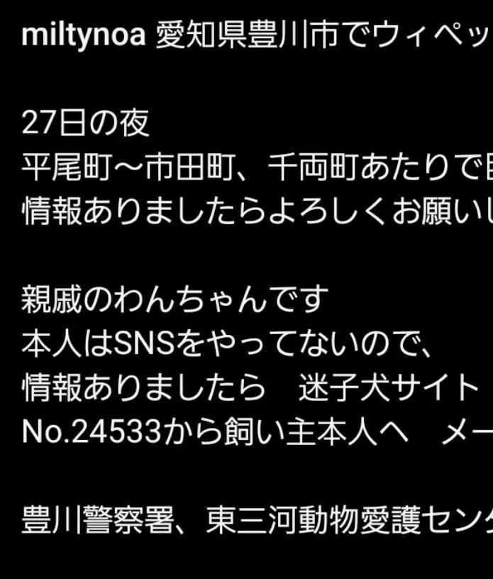 豊川市内でワンちゃんが行方不明だそうです。